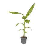 Plant in a Box - Bananenpflanze - Musa Basjoo - Höhe 55-70cm - Topf 21cm -...