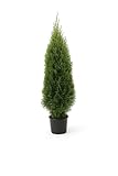 15x Thuja Smaragd 120-150cm im Topf | Immergrüne Lebensbaum Heckenpflanzen |...