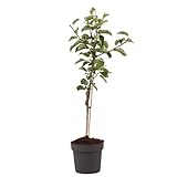 Plant in a Box - Malus domestica - Apfelbaum - Malus Elstar - Topf 21cm - Höhe...