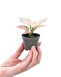 PLNTS - Baby Aglaonema Red Valentine (Kolbenfaden) - Zimmerpflanzen, Pflanzen...