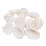 100 Stück natürliche Muscheln kleine weiße Muscheln Bulk für...