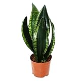 Sansevieria trifasciata 'Silver Flame' - Bogenhanf mit ausgefallener...