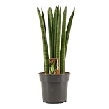 Sansevieria Cylindrica Straight 30 cm – Bogenhanf (Schwiegermutterzunge) für...