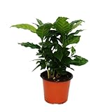 Exotenherz - Kaffeepflanze - Coffea arabica - 1 Pflanze - pflegeleicht -...