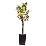 Plant in a Box - Apfelbaum mit 3 Apfelsorten in einem Baum - Höhe 60-70 cm -...
