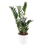 Glücksfeder, Zamie, echte Zimmerpflanze, Topfgröße 17 cm, Höhe circa 70 cm,...