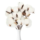 KARELLS Echter Baumwollzweig,10 PCS getrocknete Baumwolle Zweig,weiß Baumwolle...