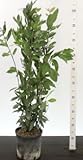 Generisch Echter Lorbeer Laurus nobilis, 107 cm, winterhart bis -10°C,...