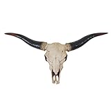Mendler Deko Schädel 75cm HWC-A14, Polyresin Stier Bulle Longhorn Kopf...