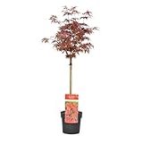 Plant in a Box - Acer palmatum 'Shaina' - Japanischer Ahornbaum winterhart -...