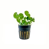 AquaOne Aquarium Pflanze Hydrocotyle leucocephala I Wasserpflanze...