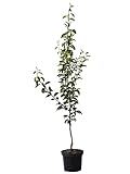 Birnenbaum Williams Christ Herbstbirne Tafelbirne Buschbaum 110-140 cm 9,5 Liter...