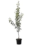 Birnenbaum Conference robuste Herbstbirne Birnenbusch 150-170 cm 9,5 Liter Topf...