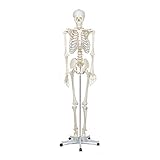 Elementary Anatomy Skelett - Buddy the Budget Skeleton - Menschliches Skelett...