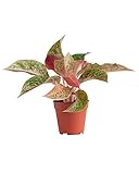 PLNTS - Aglaonema Prosperity (Kolbenfaden) - Zimmerpflanze - Zimmerpflanzen,...