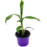 Musa-basjoo Bananenpflanze Winterharte-Banane 1 Pflanze 35-45cm