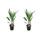 2er-Set Chinesische Hanfpalme Trachycarpus Fortunei, ca. 50 cm Höhe -...