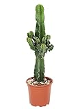 Plant in a Box - Euphorbia Ingens - Kandelaber-Euphorbie - Kaktus - Topf 17cm -...