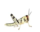 Wüstenheuschrecken Heuschrecken Futterinsekten Reptilienfutter (mittel, 11...