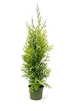 5 Thuja Brabant 110-130cm XXl ohne Topf gemessen frisch vom Feld Gartenhecke...