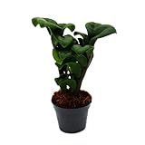 Exotenherz Mini-Pflanze Zamio Palme Zamioculcas zamiifolia Glücksfeder...