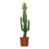 Bloomique - Euphorbia Acrurensis - Cowboy Kaktus - Sukkulenten - Zimmerpflanzen...
