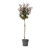 Plant in a Box - Acer palmatum 'Shaina' - Japanischer Ahornbaum winterhart -...