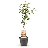 GreenboutiQ - Obstpflanze - Apfelbaum - Malus domestica Elstar - Roter grüner...