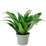 Drachenbaum Janet Craig - pflegeleichte Zimmerpflanze, Dracaena Deremensis Janet...