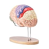 VEVOR Menschliches Gehirn Modell Anatomie, 2X Lebensgroßes 4-teiliges...