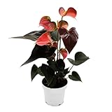 Exotenherz Regenbogen-Flamingoblume - Anthurium andreanum 'Rainbow Champion' -...