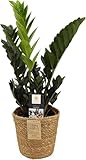 Zamioculcas Raven (Schwarze Glücksfeder) ca. 60 cm inkl. Korb – Dunkellaubige...