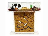 ANTHILLSHOP Natürliche Ameisenfarm aus Sand - Acryl T Kit 15x15x1,5cm【Ameisen...