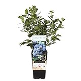 Heidelbeere Goldtraube 71 ca. 60 cm Die perfekte Wahl für Gartenliebhaber -...