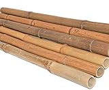 Bambusrohr 200cm gelbbraun Durch. 3 bis 4cm hitzebehandelt von bambussi.com