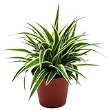 Grünlilie, (Chlorophytum comosum), luftreinigende Zimmer und Büropflanze, (1...