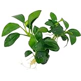 Anubias nana Petite, Wasserpflanze Loose mit Wurzeln, Kleine Anubias Marke...