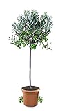 Meine Orangerie Olivenbaum Mezzo - echter Olivenbaum - 80 bis 100 cm - Olea...