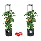 MELTOM Tomatenpflanztopf mit Rankhilfe – Ideal für die Tomatenzucht,...