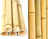 10er Set Bambusrohr 300cm gelb mit 4,5-6cm Durchmesser - Gebleichte...