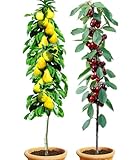 BALDUR Garten Säulenobst-Duo 'Birne & Kirsche', 2 Pflanzen Birnenbaum...