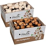 Hawlik Pilzbrut Champignon Pilzzuchtset Spar-Bundle– 2 kleine Zuchtboxen für...