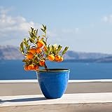 Jinfa Blumenkübel aus Kunststoff in glasierter Keramikoptik | Farbe: Marineblau...