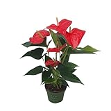 Plant in a Box - Flamingoblume - Anthurium 'Royal Champion' - Höhe 35-45cm -...