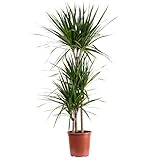 Gerandeter Drachenbaum 3-Stamm - pflegeleichte Zimmerpflanze, Dracaena marginata...