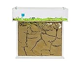 AntHouse - Natürliche Ameisenfarm aus Sand | T Acryl Set Big 25x20x1,5 cm |...
