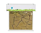 AntHouse - Natürliche Ameisenfarm aus Sand | T Acryl Set Big 25x20x1,5 cm |...