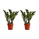 Bloomique - 2er Set - Zamioculcas Zamiifolia - Glücksfeder - Zimmerpflanzen -...