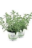 2x Katzenminze Pflanze im 12cm Topf, Frische Katzen Minze! Frisch aus...