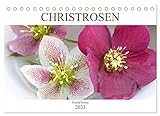 Christrosen (Tischkalender 2023 DIN A5 quer), Calvendo Monatskalender